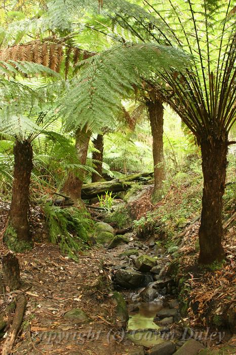 Grove of tree ferns, Sherbrook Park.JPG